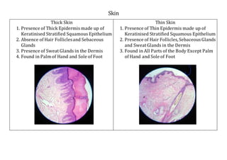 Skin
Thick Skin
1. Presence of Thick Epidermis made up of
Keratinised Stratified Squamous Epithelium
2. Absence of Hair Folliclesand Sebaceous
Glands
3. Presence of Sweat Glands in the Dermis
4. Found in Palm of Hand and Sole of Foot
Thin Skin
1. Presence of Thin Epidermis made up of
Keratinised Stratified Squamous Epithelium
2. Presence of Hair Follicles,Sebaceous Glands
and Sweat Glands in the Dermis
3. Found in All Parts of the Body Except Palm
of Hand and Sole of Foot
 