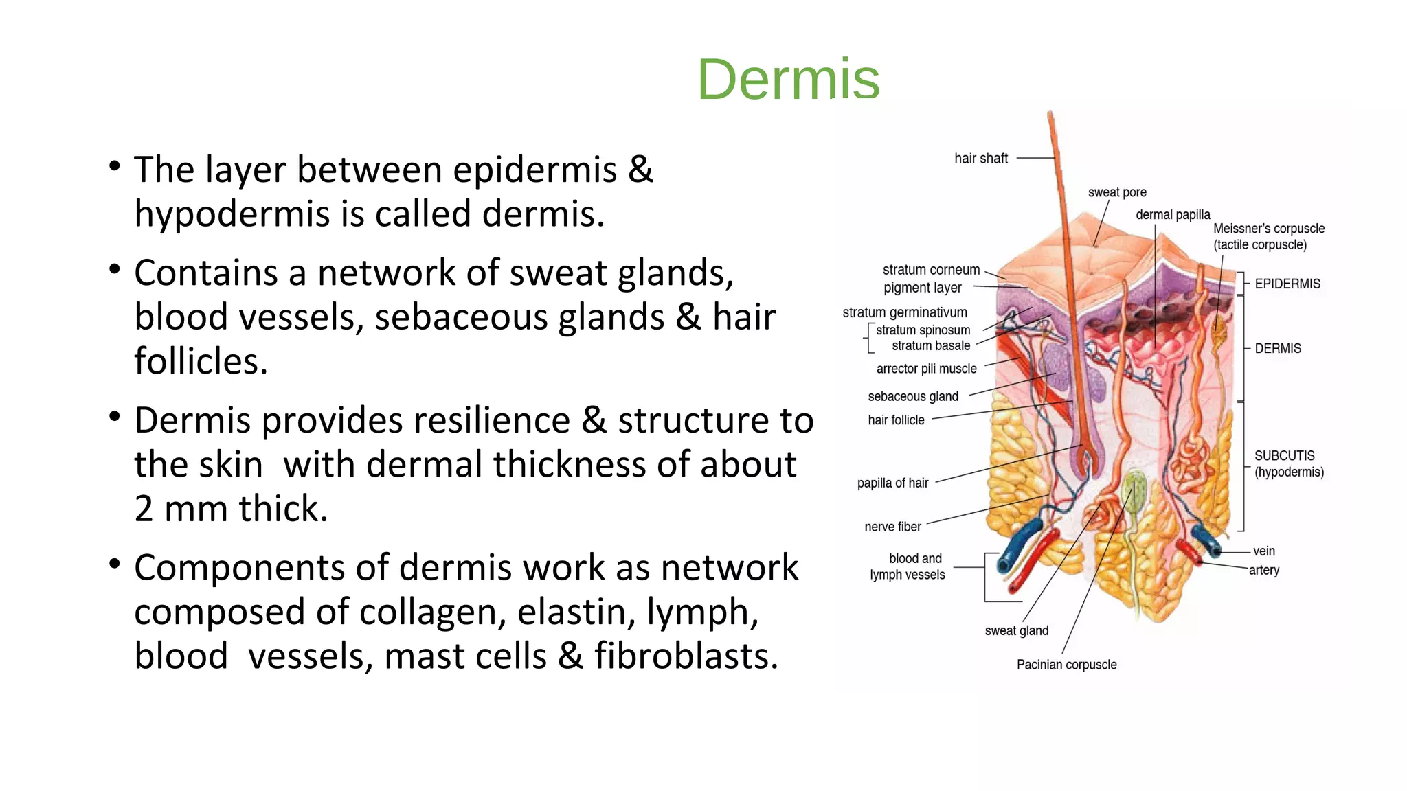 Skin structure function and disease | PPT