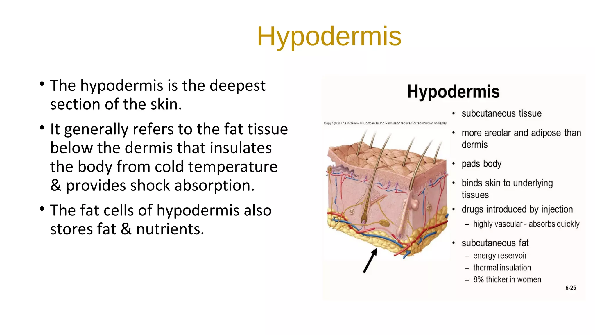 Skin structure function and disease | PPT