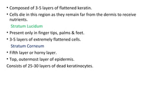 • Composed of 3-5 layers of flattened keratin.
• Cells die in this region as they remain far from the dermis to receive
nutrients.
Stratum Lucidum
• Present only in finger tips, palms & feet.
• 3-5 layers of extremely flattened cells.
Stratum Corneum
• Fifth layer or horny layer.
• Top, outermost layer of epidermis.
Consists of 25-30 layers of dead keratinocytes.
 