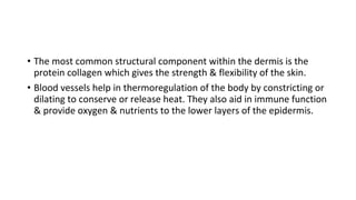 • The most common structural component within the dermis is the
protein collagen which gives the strength & flexibility of the skin.
• Blood vessels help in thermoregulation of the body by constricting or
dilating to conserve or release heat. They also aid in immune function
& provide oxygen & nutrients to the lower layers of the epidermis.
 