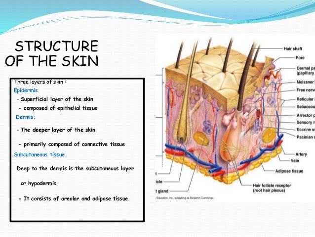 Skin anatomy and physiology