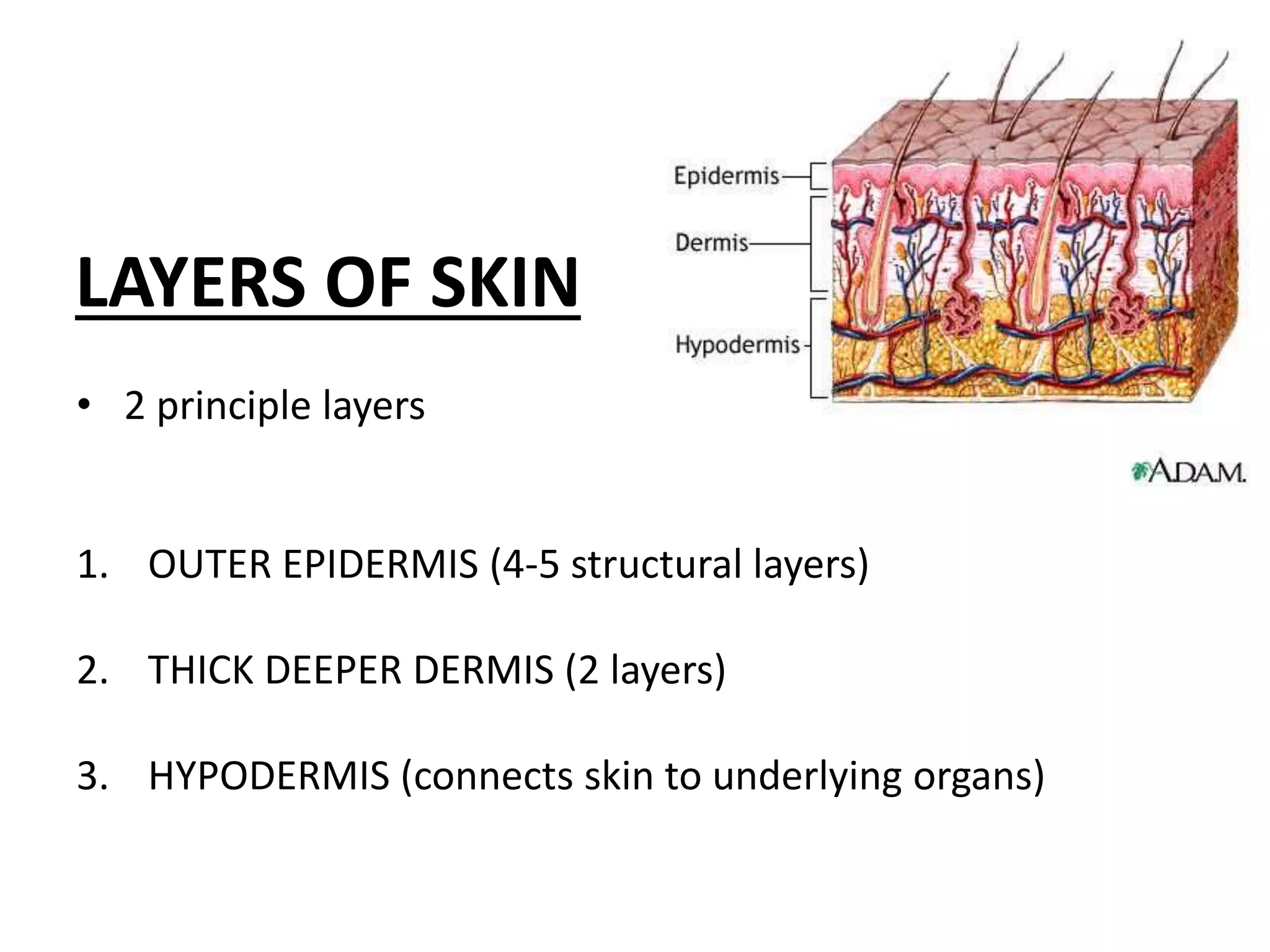 LAYERS OF SKIN
• 2 principle layers
1. OUTER EPIDERMIS (4-5 structural layers)
2. THICK DEEPER DERMIS (2 layers)
3. HYPODERMIS (connects skin to underlying organs)
 