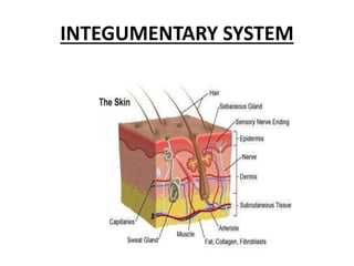 INTEGUMENTARY SYSTEM
 