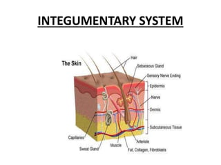 Integumentary Components Skin | PPTX