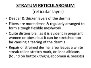 Quite Distensible Skin | PPTX
