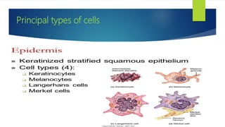 Cell Types In Skin Skin | PPTX