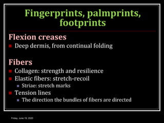 Fingerprints, palmprints,
footprints
Flexion creases
 Deep dermis, from continual folding
Fibers
 Collagen: strength and resilience
 Elastic fibers: stretch-recoil
 Striae: stretch marks
 Tension lines
 The direction the bundles of fibers are directed
Friday, June 19, 2020
 