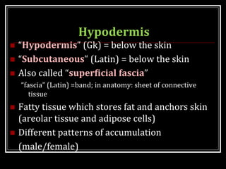Hypodermis
 “Hypodermis” (Gk) = below the skin
 “Subcutaneous” (Latin) = below the skin
 Also called “superficial fascia”
“fascia” (Latin) =band; in anatomy: sheet of connective
tissue
 Fatty tissue which stores fat and anchors skin
(areolar tissue and adipose cells)
 Different patterns of accumulation
(male/female)
 