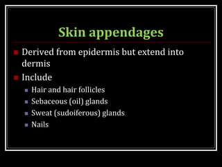 Skin appendages
 Derived from epidermis but extend into
dermis
 Include
 Hair and hair follicles
 Sebaceous (oil) glands
 Sweat (sudoiferous) glands
 Nails
 