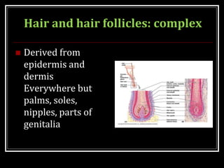 Hair and hair follicles: complex
 Derived from
epidermis and
dermis
Everywhere but
palms, soles,
nipples, parts of
genitalia
 