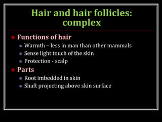 Hair and hair follicles:
complex
 Functions of hair
 Warmth – less in man than other mammals
 Sense light touch of the skin
 Protection - scalp
 Parts
 Root imbedded in skin
 Shaft projecting above skin surface
 