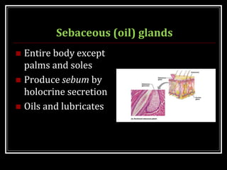 Sebaceous (oil) glands
 Entire body except
palms and soles
 Produce sebum by
holocrine secretion
 Oils and lubricates
 