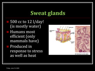 Sweat glands
 500 cc to 12 l/day!
(is mostly water)
 Humans most
efficient (only
mammals have)
 Produced in
response to stress
as well as heat
Friday, June 19, 2020
 
