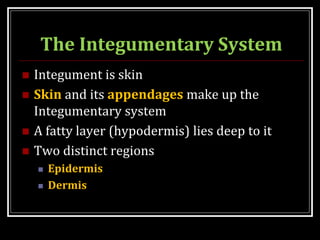 The Integumentary System
 Integument is skin
 Skin and its appendages make up the
Integumentary system
 A fatty layer (hypodermis) lies deep to it
 Two distinct regions
 Epidermis
 Dermis
 