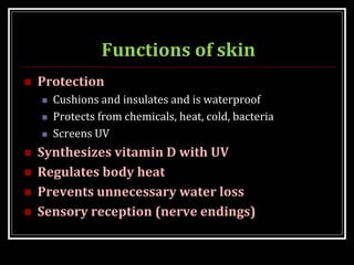 Functions of skin
 Protection
 Cushions and insulates and is waterproof
 Protects from chemicals, heat, cold, bacteria
 Screens UV
 Synthesizes vitamin D with UV
 Regulates body heat
 Prevents unnecessary water loss
 Sensory reception (nerve endings)
 