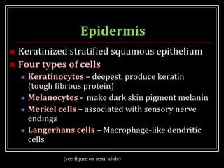 Epidermis
 Keratinized stratified squamous epithelium
 Four types of cells
 Keratinocytes – deepest, produce keratin
(tough fibrous protein)
 Melanocytes - make dark skin pigment melanin
 Merkel cells – associated with sensory nerve
endings
 Langerhans cells – Macrophage-like dendritic
cells
(see figure on next slide)
 