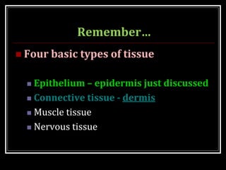 Remember…
 Four basic types of tissue
 Epithelium – epidermis just discussed
 Connective tissue - dermis
 Muscle tissue
 Nervous tissue
 