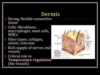Dermis
 Strong, flexible connective
tissue
 Cells: fibroblasts,
macrophages, mast cells,
WBCs
 Fiber types: collagen,
elastic, reticular.
 Rich supply of nerves and
vessels
 Critical role in
Temperature regulation
(the vessels)
 