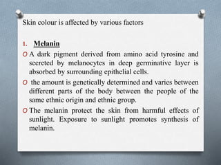 Skin colour is affected by various factors
1. Melanin
O A dark pigment derived from amino acid tyrosine and
secreted by melanocytes in deep germinative layer is
absorbed by surrounding epithelial cells.
O the amount is genetically determined and varies between
different parts of the body between the people of the
same ethnic origin and ethnic group.
O The melanin protect the skin from harmful effects of
sunlight. Exposure to sunlight promotes synthesis of
melanin.
 