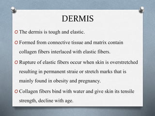 DERMIS
O The dermis is tough and elastic.
O Formed from connective tissue and matrix contain
collagen fibers interlaced with elastic fibers.
O Rupture of elastic fibers occur when skin is overstretched
resulting in permanent straie or stretch marks that is
mainly found in obesity and pregnancy.
O Collagen fibers bind with water and give skin its tensile
strength, decline with age.
 