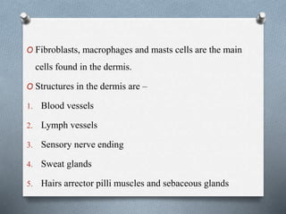 O Fibroblasts, macrophages and masts cells are the main
cells found in the dermis.
O Structures in the dermis are –
1. Blood vessels
2. Lymph vessels
3. Sensory nerve ending
4. Sweat glands
5. Hairs arrector pilli muscles and sebaceous glands
 