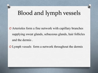 Blood and lymph vessels
O Arterioles form a fine network with capillary branches
supplying sweat glands, sebaceous glands, hair follicles
and the dermis .
O Lymph vessels form a network throughout the dermis
 