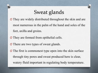 Sweat glands
O They are widely distributed throughout the skin and are
most numerous in the palm of the hand and soles of the
feet, axilla and groins.
O They are formed from epithelial cells.
O There are two types of sweat glands.
O The first is commonest type open into the skin surface
through tiny pores and sweat produced here is clear,
watery fluid important in regulating body temperature.
 