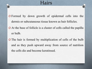 Hairs
O Formed by down growth of epidermal cells into the
dermis or subcutaneous tissue known as hair follicles.
O At the base of follicle is a cluster of cells called the papilla
or bulb.
O The hair is formed by multiplication of cells of the bulb
and as they push upward away from source of nutrition
the cells die and become keratinsed.
 