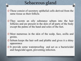 Sebaceous gland
O These consist of secretory epithelial cells derived from the
same tissue as their follicle.
O They secrete an oily substance sebum into the hair
follicles and are present in the skin of all parts of the body
except the palms of the hand and soles of the feet.
O Most numerous in the skin of the scalp, face, axilla and
groins.
O Sebum keeps the hair soft and pliable and gives it a shiny
appearance
O It provide some waterproofing and act as a bactericidal
and fungicidal agent, preventing infection.
 