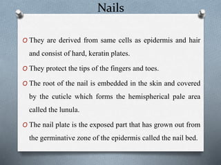 Nails
O They are derived from same cells as epidermis and hair
and consist of hard, keratin plates.
O They protect the tips of the fingers and toes.
O The root of the nail is embedded in the skin and covered
by the cuticle which forms the hemispherical pale area
called the lunula.
O The nail plate is the exposed part that has grown out from
the germinative zone of the epidermis called the nail bed.
 