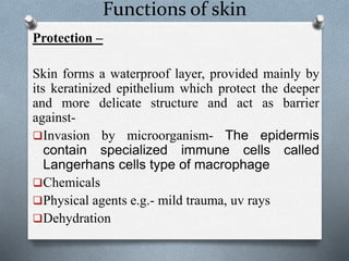Functions of skin
Protection –
Skin forms a waterproof layer, provided mainly by
its keratinized epithelium which protect the deeper
and more delicate structure and act as barrier
against-
Invasion by microorganism- The epidermis
contain specialized immune cells called
Langerhans cells type of macrophage
Chemicals
Physical agents e.g.- mild trauma, uv rays
Dehydration
 
