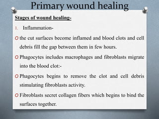 Primary wound healing
Stages of wound healing-
1. Inflammation-
O the cut surfaces become inflamed and blood clots and cell
debris fill the gap between them in few hours.
O Phagocytes includes macrophages and fibroblasts migrate
into the blood clot:-
O Phagocytes begins to remove the clot and cell debris
stimulating fibroblasts activity.
O Fibroblasts secret collagen fibers which begins to bind the
surfaces together.
 