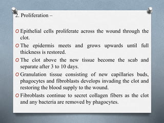 2. Proliferation –
O Epithelial cells proliferate across the wound through the
clot.
O The epidermis meets and grows upwards until full
thickness is restored.
O The clot above the new tissue become the scab and
separate after 3 to 10 days.
O Granulation tissue consisting of new capillaries buds,
phagocytes and fibroblasts develops invading the clot and
restoring the blood supply to the wound.
O Fibroblasts continue to secret collagen fibers as the clot
and any bacteria are removed by phagocytes.
 