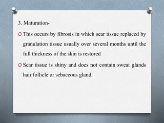 3. Maturation-
O This occurs by fibrosis in which scar tissue replaced by
granulation tissue usually over several months until the
full thickness of the skin is restored
O Scar tissue is shiny and does not contain sweat glands
hair follicle or sebaceous gland.
 