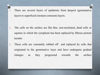 1. There are several layers of epidermis from deepest (germinative
layer) to superficial (stratum corneum) layers.
2. The cells on the surface are flat thin, non-nucleated, dead cells or
squmes in which the cytoplasm has been replaced by fibrous protein
keratin
3. These cells are constantly rubbed off and replaced by cells that
originated in the germinative layer and have undergone gradual
changes as they progressed towards the surface
 