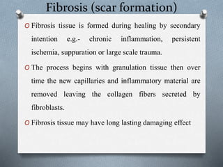 Fibrosis (scar formation)
O Fibrosis tissue is formed during healing by secondary
intention e.g.- chronic inflammation, persistent
ischemia, suppuration or large scale trauma.
O The process begins with granulation tissue then over
time the new capillaries and inflammatory material are
removed leaving the collagen fibers secreted by
fibroblasts.
O Fibrosis tissue may have long lasting damaging effect
 