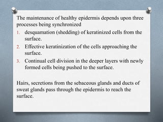 The maintenance of healthy epidermis depends upon three
processes being synchronized
1. desquamation (shedding) of keratinized cells from the
surface.
2. Effective keratinization of the cells approaching the
surface.
3. Continual cell division in the deeper layers with newly
formed cells being pushed to the surface.
Hairs, secretions from the sebaceous glands and ducts of
sweat glands pass through the epidermis to reach the
surface.
 