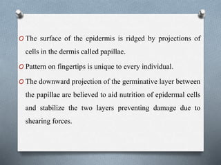 O The surface of the epidermis is ridged by projections of
cells in the dermis called papillae.
O Pattern on fingertips is unique to every individual.
O The downward projection of the germinative layer between
the papillae are believed to aid nutrition of epidermal cells
and stabilize the two layers preventing damage due to
shearing forces.
 