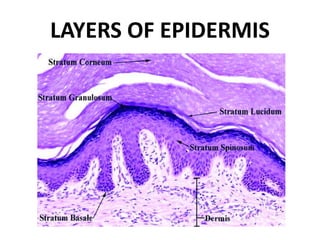 LAYERS OF EPIDERMIS
 