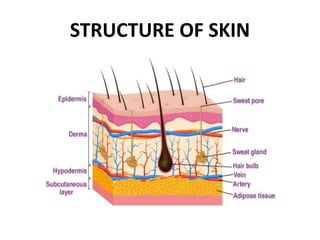 STRUCTURE OF SKIN
 