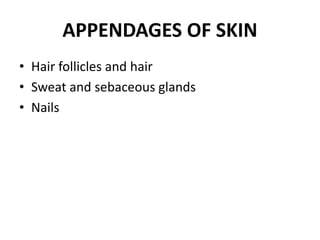APPENDAGES OF SKIN
• Hair follicles and hair
• Sweat and sebaceous glands
• Nails
 