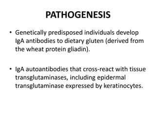 PATHOGENESIS
• Genetically predisposed individuals develop
IgA antibodies to dietary gluten (derived from
the wheat protein gliadin).
• IgA autoantibodies that cross-react with tissue
transglutaminases, including epidermal
transglutaminase expressed by keratinocytes.
 