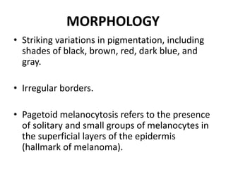 MORPHOLOGY
• Striking variations in pigmentation, including
shades of black, brown, red, dark blue, and
gray.
• Irregular borders.
• Pagetoid melanocytosis refers to the presence
of solitary and small groups of melanocytes in
the superficial layers of the epidermis
(hallmark of melanoma).
 