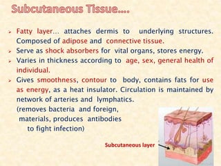  Fatty layer… attaches dermis to underlying structures.
Composed of adipose and connective tissue.
 Serve as shock absorbers for vital organs, stores energy.
 Varies in thickness according to age, sex, general health of
individual.
 Gives smoothness, contour to body, contains fats for use
as energy, as a heat insulator. Circulation is maintained by
network of arteries and lymphatics.
(removes bacteria and foreign,
materials, produces antibodies
to fight infection)
Subcutaneous layer
 