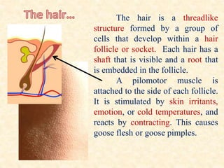 The hair is a threadlike
structure formed by a group of
cells that develop within a hair
follicle or socket. Each hair has a
shaft that is visible and a root that
is embedded in the follicle.
A pilomotor muscle is
attached to the side of each follicle.
It is stimulated by skin irritants,
emotion, or cold temperatures, and
reacts by contracting. This causes
goose flesh or goose pimples.
 