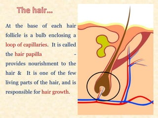 At the base of each hair
follicle is a bulb enclosing a
loop of capillaries. It is called
the hair papilla -
provides nourishment to the
hair & It is one of the few
living parts of the hair, and is
responsible for hair growth.
 