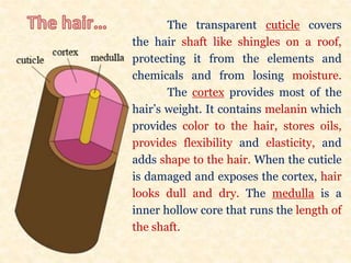 The transparent cuticle covers
the hair shaft like shingles on a roof,
protecting it from the elements and
chemicals and from losing moisture.
The cortex provides most of the
hair’s weight. It contains melanin which
provides color to the hair, stores oils,
provides flexibility and elasticity, and
adds shape to the hair. When the cuticle
is damaged and exposes the cortex, hair
looks dull and dry. The medulla is a
inner hollow core that runs the length of
the shaft.
 