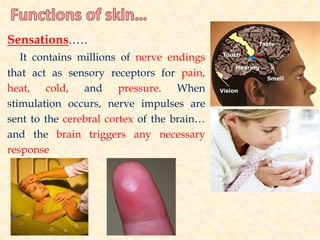 Sensations.….
It contains millions of nerve endings
that act as sensory receptors for pain,
heat, cold, and pressure. When
stimulation occurs, nerve impulses are
sent to the cerebral cortex of the brain…
and the brain triggers any necessary
response
 