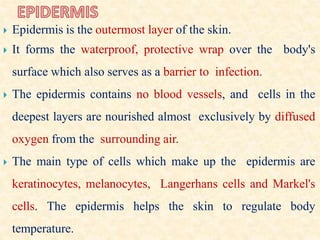  Epidermis is the outermost layer of the skin.
 It forms the waterproof, protective wrap over the body's
surface which also serves as a barrier to infection.
 The epidermis contains no blood vessels, and cells in the
deepest layers are nourished almost exclusively by diffused
oxygen from the surrounding air.
 The main type of cells which make up the epidermis are
keratinocytes, melanocytes, Langerhans cells and Markel's
cells. The epidermis helps the skin to regulate body
temperature.
 